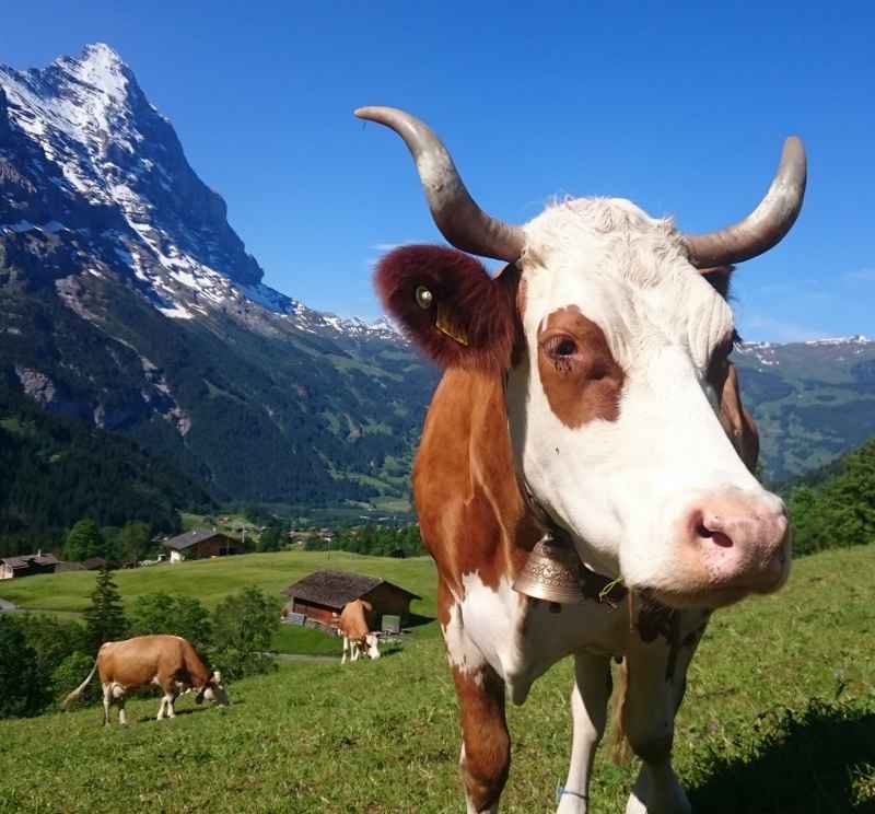 Cow, Eiger